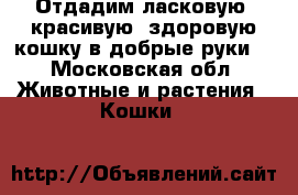 Отдадим ласковую, красивую, здоровую кошку в добрые руки! - Московская обл. Животные и растения » Кошки   